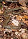 Tennessee's Watchable Wildlife