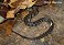 Tennessee's Watchable Wildlife