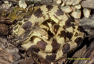Tennessee's Watchable Wildlife
