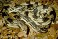 Tennessee's Watchable Wildlife
