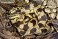 Tennessee's Watchable Wildlife