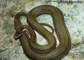 Tennessee's Watchable Wildlife