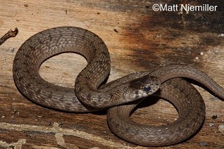 Tennessee's Watchable Wildlife