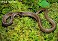 Tennessee's Watchable Wildlife