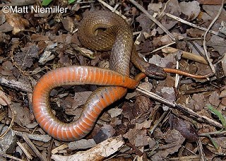 Tennessee's Watchable Wildlife