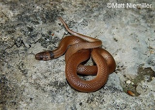 Tennessee's Watchable Wildlife