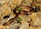 Tennessee's Watchable Wildlife