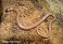 Tennessee's Watchable Wildlife