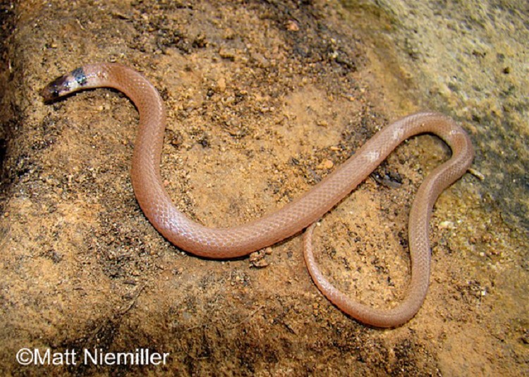 Southeastern Crowned Snake