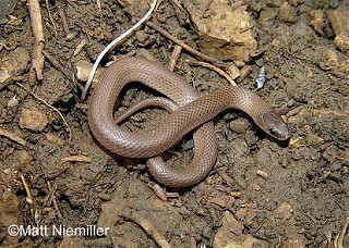 Tennessee's Watchable Wildlife