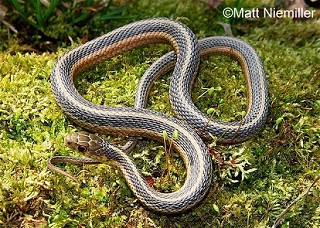Tennessee's Watchable Wildlife