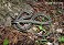 Tennessee's Watchable Wildlife