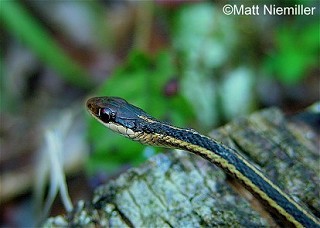 Tennessee's Watchable Wildlife