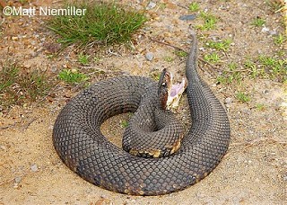 Tennessee's Watchable Wildlife