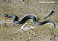 Tennessee's Watchable Wildlife