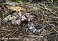 Tennessee's Watchable Wildlife