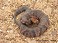 Tennessee's Watchable Wildlife
