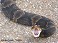 Tennessee's Watchable Wildlife