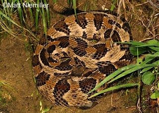 Tennessee's Watchable Wildlife