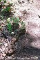 Tennessee's Watchable Wildlife