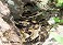 Tennessee's Watchable Wildlife