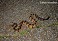 Tennessee's Watchable Wildlife