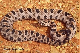 Tennessee's Watchable Wildlife