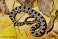 Tennessee's Watchable Wildlife