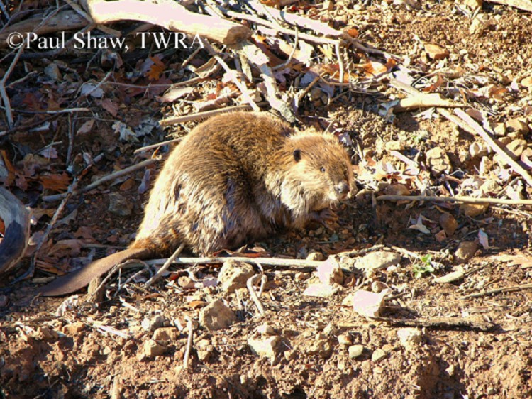Tennessee Watchable Wildlife American Beaver (Hunted)