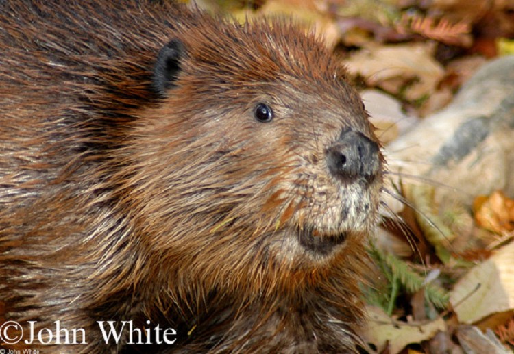 Tennessee Watchable Wildlife | American Beaver (Hunted)