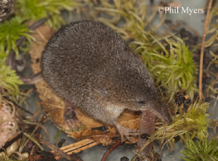 Smoky Shrew