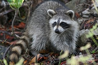 Tennessee's Watchable Wildlife