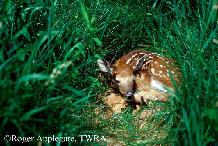 White-Tailed Deer