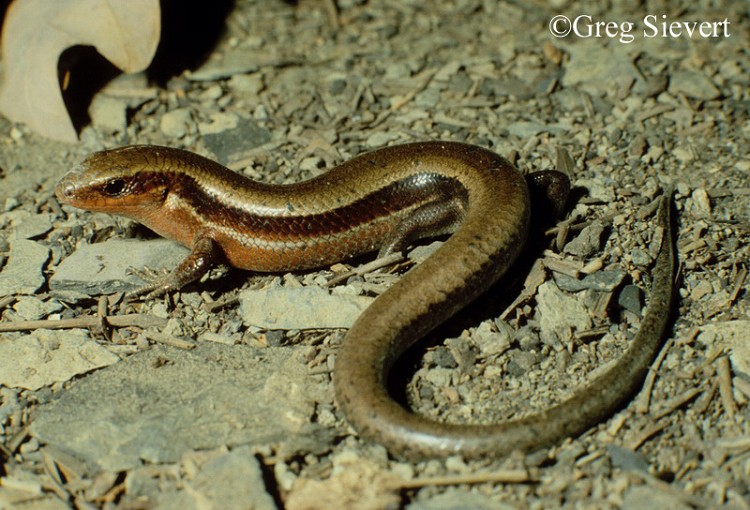 Southern Coal Skink