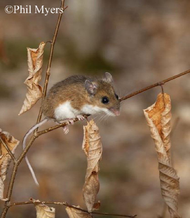 White Footed Mouse Diet In The Wild