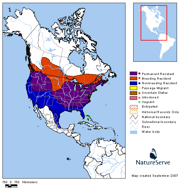 What is the migration pattern of American goldfinches?