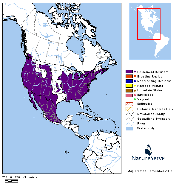 top 28 house finch migration christian artuso birds top 28 house finch migration christian artuso birds
