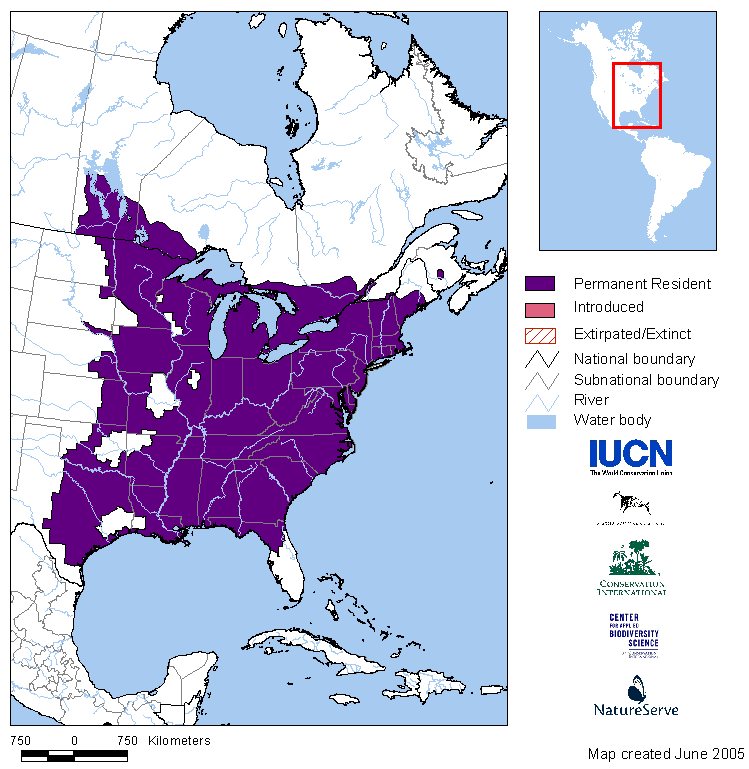 Tennessee Watchable Wildlife Cope's Gray Treefrog