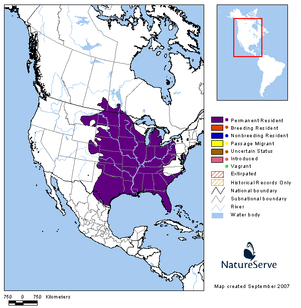 Tennessee Watchable Wildlife Eastern Fox Squirrel (Hunted)