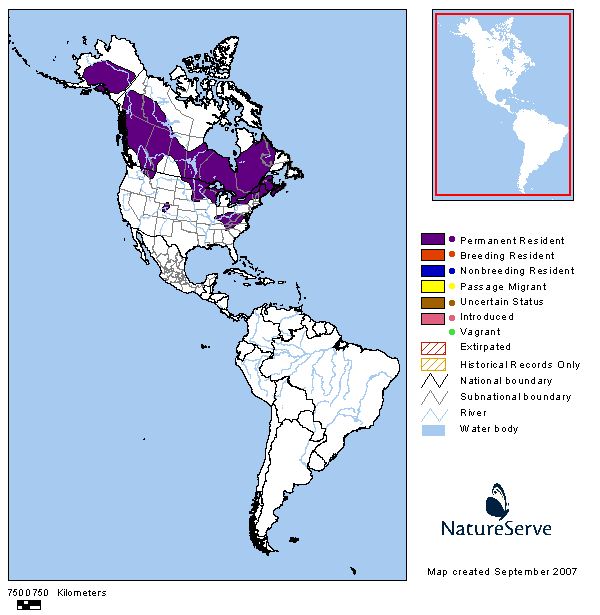 Tennessee Watchable Wildlife American Pygmy Shrew