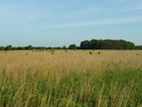 Native warm season grasses