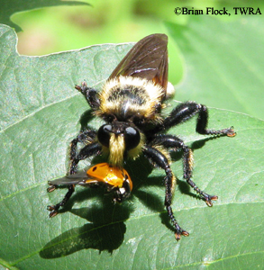 Bee Hunter