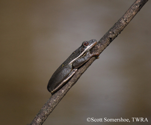 Green Tree Frog