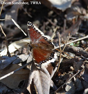 mourning cloak