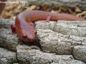 Red Salamander