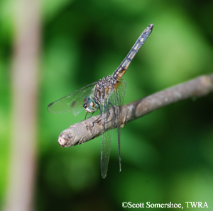 dragonfly