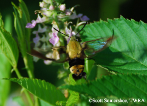 snowberry clearwing