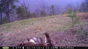 Red-tailed Hawk fight 1