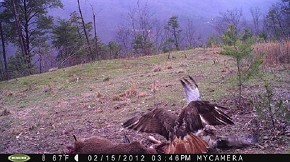 Red-tailed Hawk fight 2