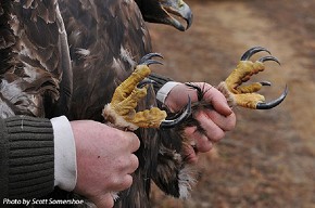 Look at those talons!!